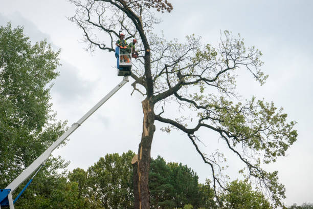 How Our Tree Care Process Works  in Wright Patterson Af, OH