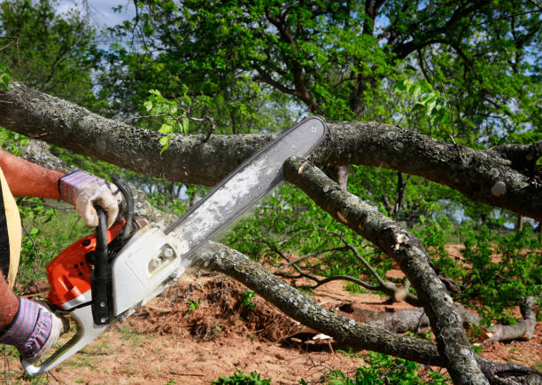 Reliable Wright Patterson Af, OH Tree Services Solutions